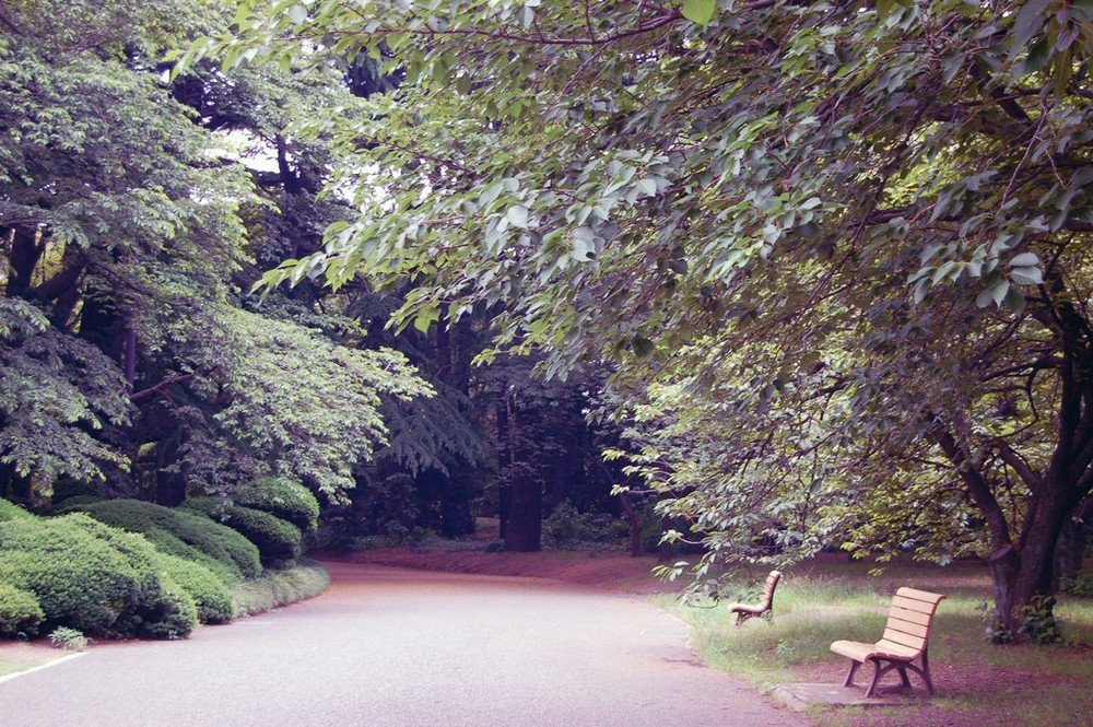Relax in Shinjuku-gyoen in Tokyo