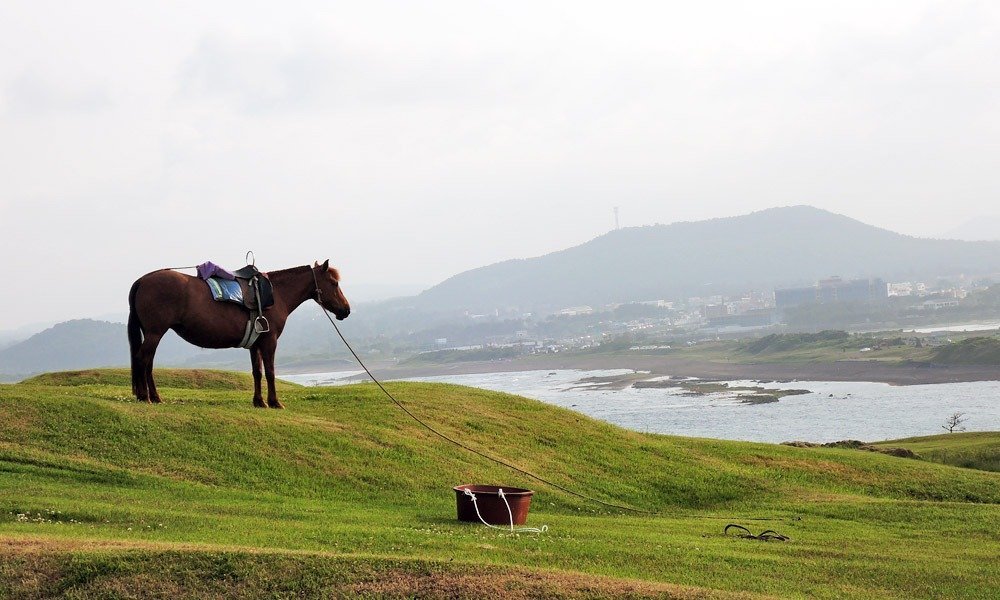 Horse at Seongsan Ilchulbong in Jeju Island