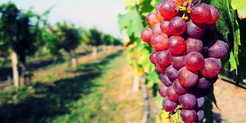 Are you headed to Central Europe? Here are the top reasons to add South Moravia to your itinerary! If you’re going “South Mora-WHAT?”, all the more reasons to read on and CZECH OUT the Czech Republic’s luscious wine region!