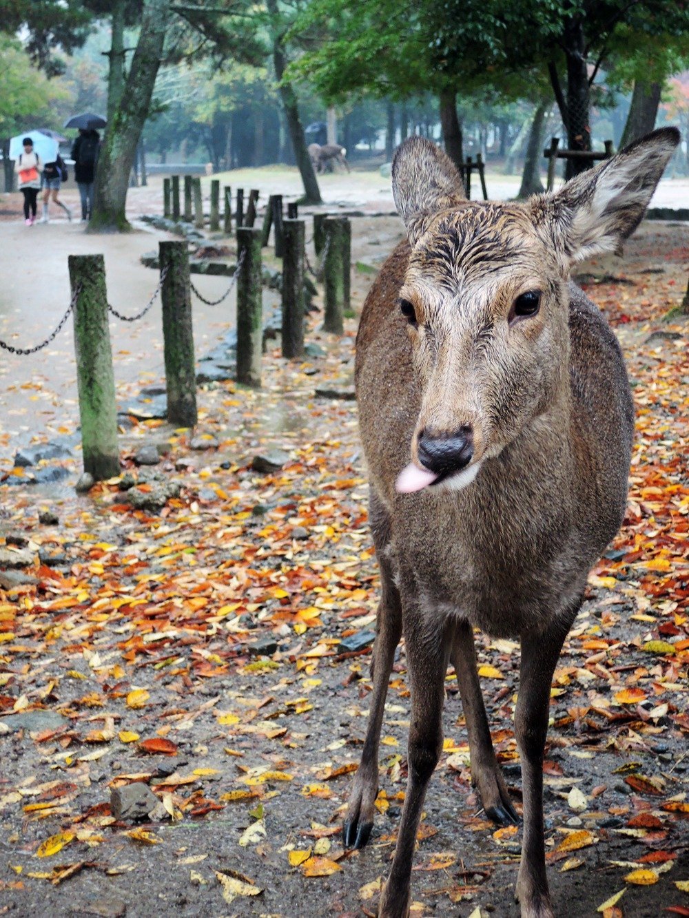 Wet deer in Nara, Japan