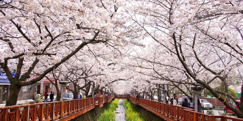 Join the festivities this spring as South Korea dresses in pink! See the gorgeous cherry blossoms, enjoy the vibrant atmosphere, and look forward to brighter and warmer days ahead.